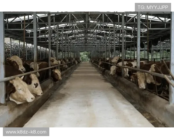 牛牛的养殖与饲养技巧：打造健康高产牛牛的实用指南